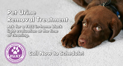 spot removal carpet cleaning